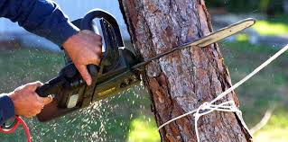 Best Emergency Tree Removal  in Temecula, CA