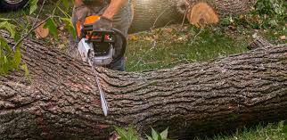 Best Lawn Maintenance Plans  in Temecula, CA