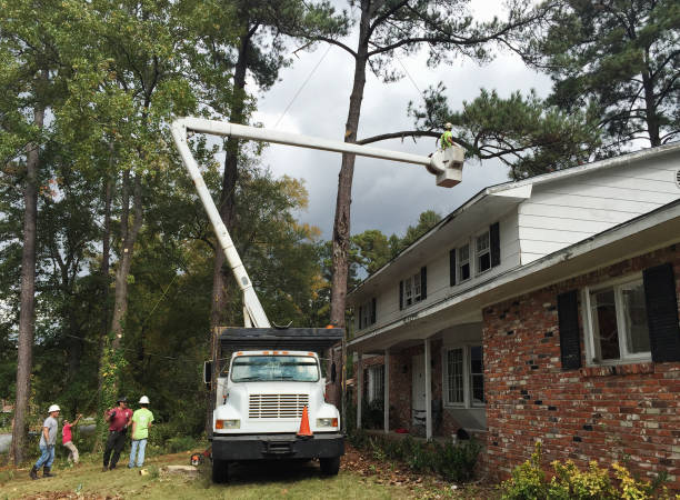 Best Hazardous Tree Removal  in Temecula, CA