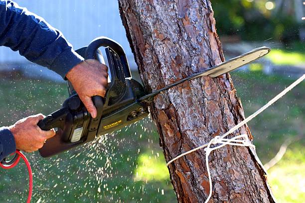 Professional Tree Care in Temecula, CA