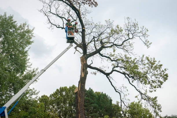 Best Utility Line Clearance  in Temecula, CA