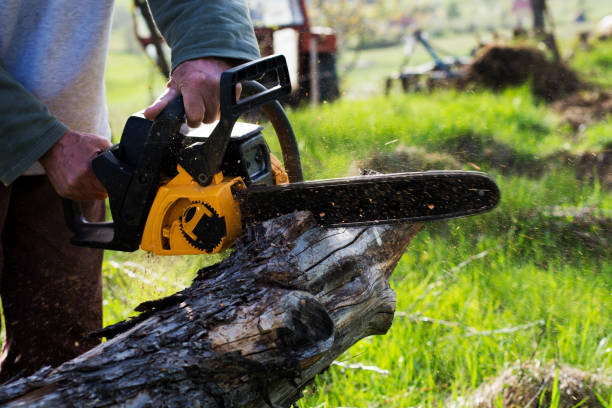 Best Storm Damage Tree Cleanup  in Temecula, CA