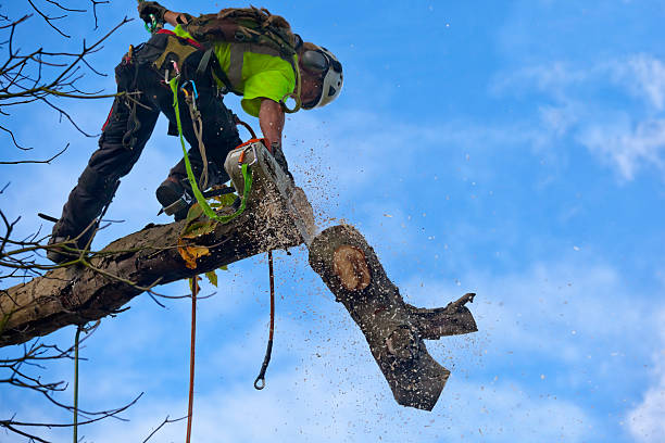 Best Pest Control for Lawns  in Temecula, CA